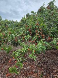 桃園租賃買賣專家~台南東山區低總價荔枝園農場
