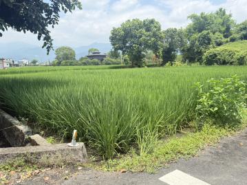 宜蘭土地宸姐 三星~大馬路邊地形方正小農地