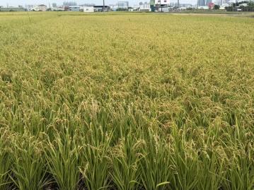 高雄土地職人 橋科台積高大核心創新農地