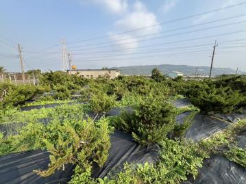 高雄土地職人 阿蓮双面臨路淺力富域珍藏優質農地