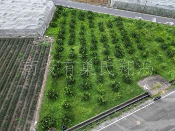 雲林.林內鄉長興1.25分雙面路方正農地