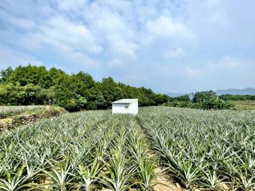 南投不動產 南投名間鄉新北段1.16分農舍農地