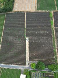 南投不動產 南投名間三光近交流道方正平坦美農地