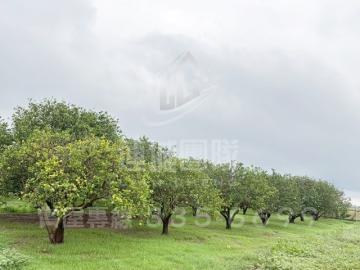 佳里後庄12米麻興路柚香美農地