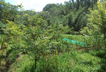 大溪北橫公路旁 臨溪美農地