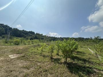 大溪溪崁社區型美農地