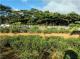 關西平坦茶園(六福) 新竹關西土地 照片 13