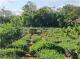 關西平坦茶園(六福) 新竹關西土地 照片 14